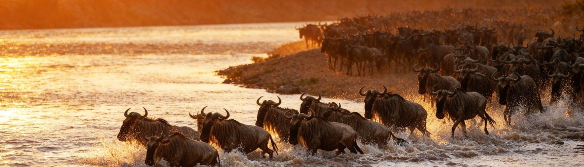 wildebeest