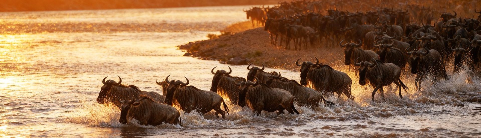 Wildebeest