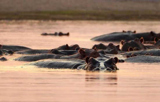 Hippo Zambia